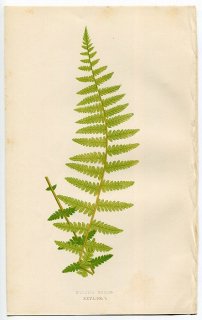 1859年 LOWE シダ類 Vol.7 Pl.26 イワデンダ科 フィセマチウム属 Woodsia mollis