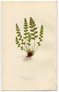 1859年 LOWE シダ類 Vol.7 Pl.27 イワデンダ科 イワデンダ属 Woodsia hyperborea