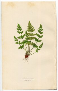 1859年 LOWE シダ類 Vol.7 Pl.30 ナヨシダ科 ナヨシダ属 ナヨシダ Cystopteris regia