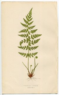 1859年 LOWE シダ類 Vol.7 Pl.31 ナヨシダ科 ナヨシダ属 ナヨシダ Cystopteris fragilis