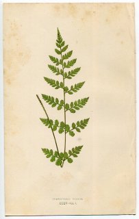 1859年 LOWE シダ類 Vol.7 Pl.35 ナヨシダ科 ナヨシダ属 Cystopteris tenuis