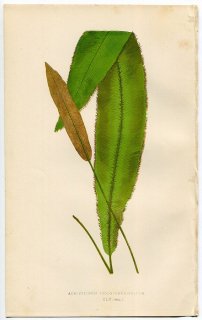 1859年 LOWE シダ類 Vol.7 Pl.45 オシダ科 アツイタ属 Acrostichum scolopendrifolium