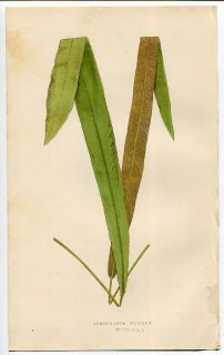 1859年 LOWE シダ類 Vol.7 Pl.47 オシダ科 アツイタ属 Acrostichum frigidum