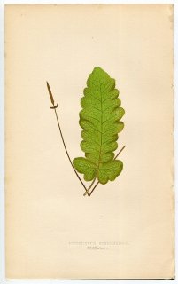 1859年 LOWE シダ類 Vol.7 Pl.49 ナナバケシダ科 ナナバケシダ属 カシワバシダ Acrostichum quercifolium
