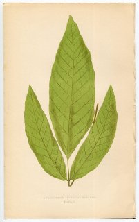 1859年 LOWE シダ類 Vol.7 Pl.50 オシダ科 Acrostichum nicotianaefolium