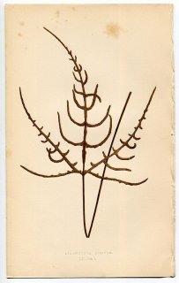 1859年 LOWE シダ類 Vol.7 Pl.52 ナナバケシダ科 ナナバケシダ属 Acrostichum auritum