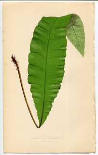 1859年 LOWE シダ類 Vol.7 Pl.57 オシダ科 アツイタ属 Acrostichum crassinerve
