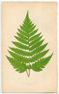 1859年 LOWE シダ類 Vol.7 Pl.60 オシダ科 ヘツカシダ属 Acrostichum alienum