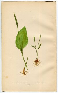1859年 LOWE シダ類 Vol.7 Pl.65 ハナヤスリ科 ハナヤスリ属 ヒロハハナヤスリ Ophioglossum vulgatum