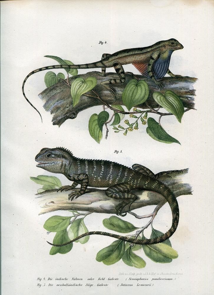 1923年]ドイツの古い魚類や爬虫類の図鑑(DIE FISCHE