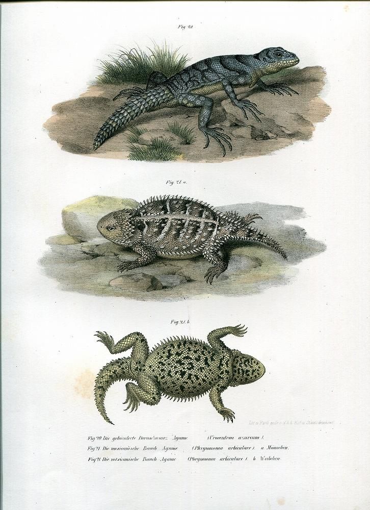 1864年 Fitzinger Bilder Atlas Fig.20 ヨウガントカゲ科