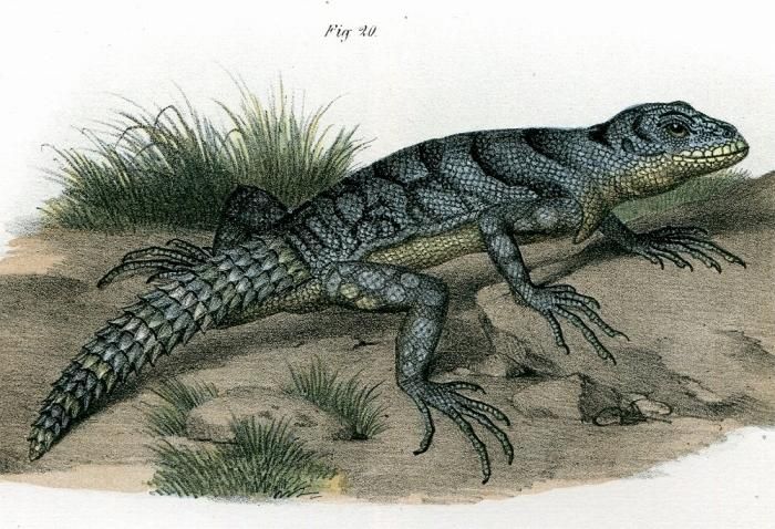 1864年 Fitzinger Bilder Atlas Fig.20 ヨウガントカゲ科