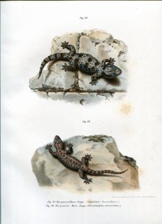 1864年 Fitzinger Bilder Atlas Fig.28 ユビワレヤモリ科 カベヤモリ属 Fig.29 ヤモリ科 ナキヤモリ属