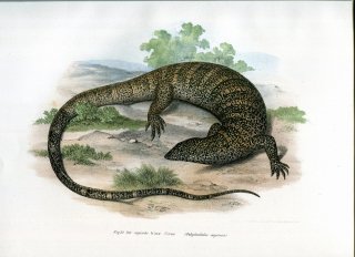 1864年 Fitzinger Bilder Atlas Fig.32 オオトカゲ科 オオトカゲ属 ノドジロイワオオトカゲ Polydacdalus capensis