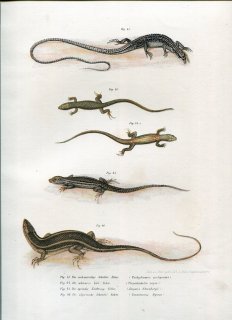 1864年 Fitzinger Bilder Atlas カナヘビ科 ムスジカナヘビ ガストロフォリス属 ヘビメトカゲ プサンモドルムス属