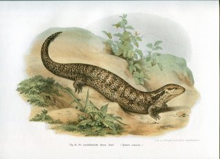 1864年 Fitzinger Bilder Atlas Fig.62 トカゲ科 アオジタトカゲ属 ヒガシアオジタトカゲ Cyclodes scincoides
