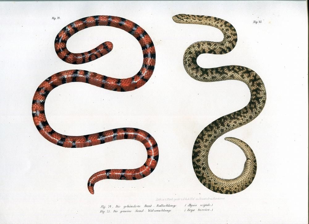 1864年 Fitzinger Bilder Atlas Fig.74 サンゴパイプヘビ科