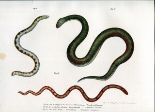 1864年 Fitzinger Bilder Atlas ミジカオヘビ科 ラージ・シールドテイル・スネイル サンビームヘビ科 サンビームヘビ ナミヘビ科 ヒメヘビ属