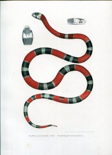 1864年 Fitzinger Bilder Atlas Fig.89 ナミヘビ科 ニセサンゴヘビ属 Erythrolamprus venustissimus