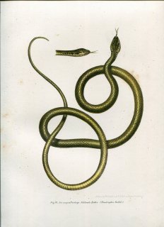 1864年 Fitzinger Bilder Atlas Fig.94 ナミヘビ科 プラチケプス属 ダールズウィップスネーク Dendrophis dahlii