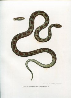1864年 Fitzinger Bilder Atlas Fig.97 ナミヘビ科 シノビヘビ属 カクレシノビヘビ Ailurophis viva
