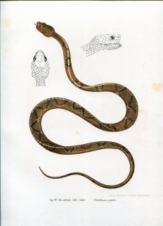 1864年 Fitzinger Bilder Atlas Fig.98 ナミヘビ科 マイマイヘビ属 Pholidolaemus gracilis