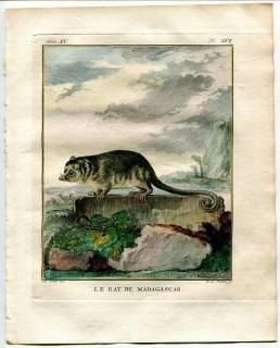 1784ǯ Buffon ̤ȸ̤ʪ ӥȥĥͥ ͥߥĥͥ° ϥͥߥĥͥ Le Rat de Madagascar