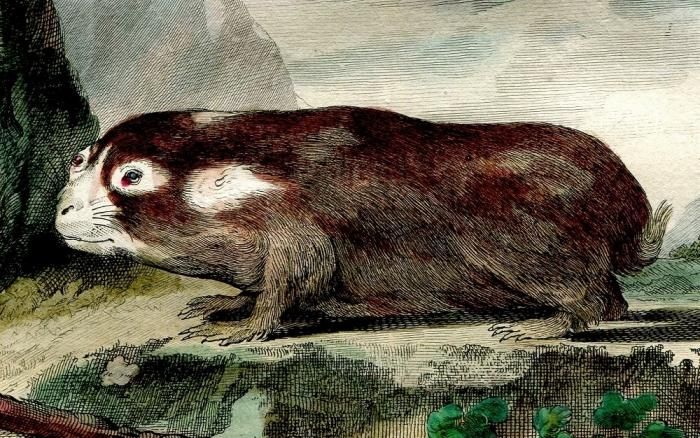 1784年 Buffon 一般と個別の博物誌 デバネズミ科 フタイロデバ