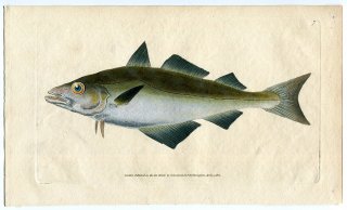 1802年 Donovan 英国魚類博物誌 初版 Pl.7 タラ科 ポラキウス属 ポラック Gadus pollachius