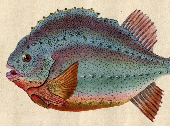 1802年 Donovan 英国魚類博物誌 初版 Pl.10 ダンゴウオ科 キクロプテルス属 ヨコヅナダンゴウオ Cyclopterus lumpus ランプサッカー - アンティークプリント 博物画 ボタニカルアートの通販サイト Spirito di Artigiano 1802年 Donovan 英国魚類博物誌 初版 Pl.10 ダンゴウオ科 キクロプテルス属 ヨコヅナダンゴウオ Cyclopterus lumpus ランプサッカー - アンティークプリント 博物画 ボタニカルアートの通販サイト Spirito di Artigiano