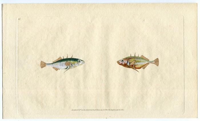 1802年 Donovan 英国魚類博物誌 初版 Pl.11 トゲウオ科 イトヨ属
