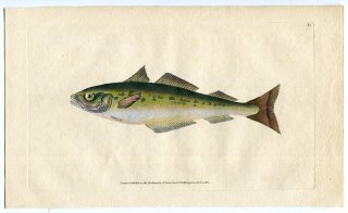 1802年 Donovan 英国魚類博物誌 初版 Pl.13 タラ科 ポラキルス属 シロイトダラ Gadus carbonarius