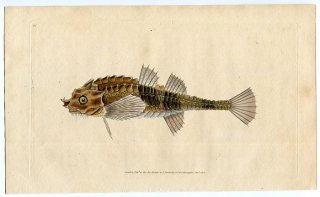 1802年 Donovan 英国魚類博物誌 初版 Pl.16 トクビレ科 アゴヌス属 Cottus cataphractus
