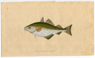 1802年 Donovan 英国魚類博物誌 初版 Pl.19 タラ科 トリソプテルス属 フランスダラ Gadus luscus
