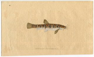1802年 Donovan 英国魚類博物誌 初版 Pl.22 フクドジョウ科 フクドジョウ属 フクドジョウ Cobitis barbatula