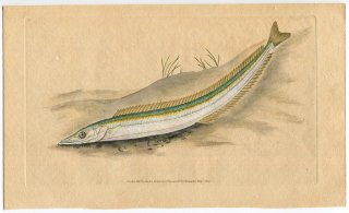 1803年 Donovan 英国魚類博物誌 初版 Pl.33 イカナゴ科 イカナゴ属 Ammodytes tobianus
