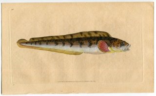 1803年 Donovan 英国魚類博物誌 初版 Pl.34 ゲンゲ科 ナガガジ属 Blennius viviparous