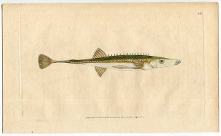 1803年 Donovan 英国魚類博物誌 初版 Pl.45 トゲウオ科 スピナキア属 ウミトゲウオ Gasterosteus spinachia