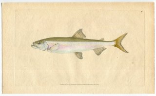 1803年 Donovan 英国魚類博物誌 初版 Pl.48 キュウリウオ科 キュウリウオ属 Salmo eperlanus