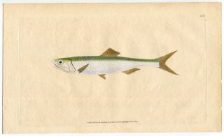 1804年 Donovan 英国魚類博物誌 初版 Pl.50 カタクチイワシ科 カタクチイワシ属 ヨーロッパカタクチイワシ Clupea encrasicolus