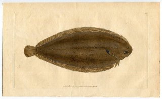 1804年 Donovan 英国魚類博物誌 初版 Pl.62 ササウシノシタ科 ソレア属 ヨーロッパソール Pleuronectes solea