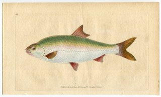 1804年 Donovan 英国魚類博物誌 初版 Pl.67 コイ科 ルチルス属 ローチ Cyprinus ritulus