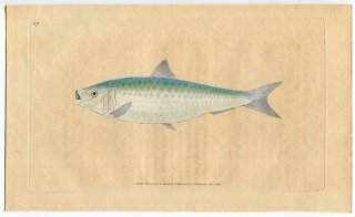 1804年 Donovan 英国魚類博物誌 初版 Pl.69 ニシン科 サルディナ属 ヨーロッパマイワシ Clupea pilchardus