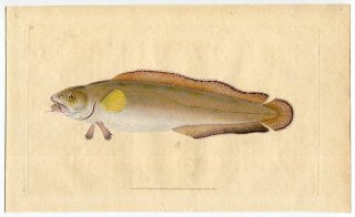 1804年 Donovan 英国魚類博物誌 初版 Pl.70 カワメンタイ科 ブロスメ属 アツカワダラ Gadus brosme