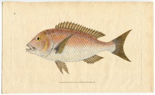 1806年 Donovan 英国魚類博物誌 初版 Pl.73 タイ科 キダイ属 ヨーロッパキダイ Sparus dentex