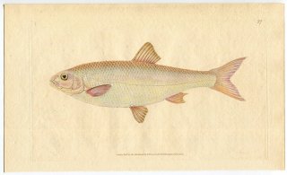 1806年 Donovan 英国魚類博物誌 初版 Pl.77 コイ科 ウグイ属 デイス Cyprinus leuciscus