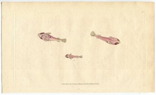 1806年 Donovan 英国魚類博物誌 初版 Pl.78 ウバウオ科 ディプレコガステル属 Cyclopterus bimaculatus