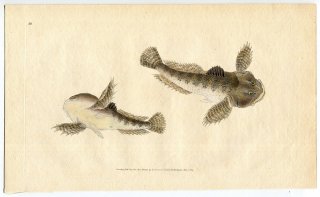 1806年 Donovan 英国魚類博物誌 初版 Pl.80 カジカ科 カジカ属 ヨーロッパカジカ Cottus gobio