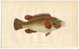 1806年 Donovan 英国魚類博物誌 初版 Pl.83 ベラ科 シンフォヅス属 ピーコックラス Labrus tinca