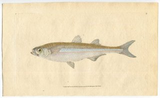 1806年 Donovan 英国魚類博物誌 初版 Pl.87 トウゴロウイワシ科 アテリナ属 Atherina hepsetus